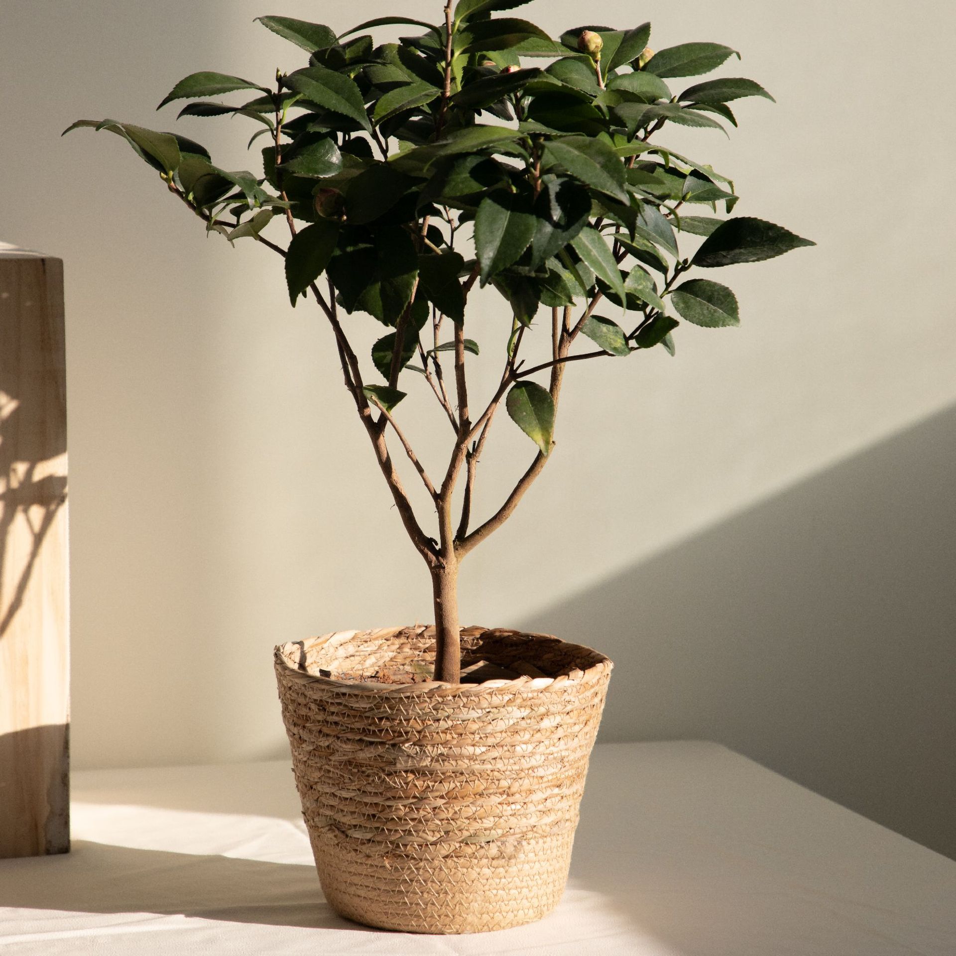 Multi-purpose Woven Storage Ba - Rattan Plant Basket review and price